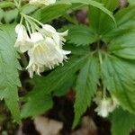 Cardamine enneaphyllos Blüte