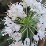 Allium ericetorumFlower