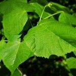 Acer rufinerve Blad