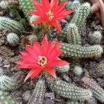 Echinopsis chamaecereus Folio