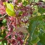 Cuscuta europaea Ffrwyth