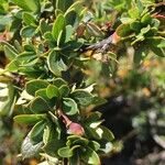 Berberis microphylla Лист