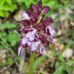 Orchis purpurea പുഷ്പം