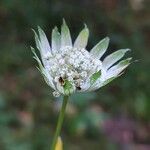 Astrantia major Virág