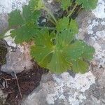 Geranium argenteum Blad