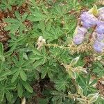 Lupinus formosus Leaf