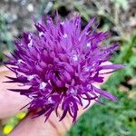 Mantisalca salmantica Flor