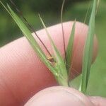 Themeda quadrivalvis Virág