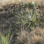 Yucca campestris Habitus