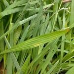 Babiana angustifolia Leaf