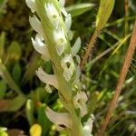 Spiranthes romanzoffiana Flower