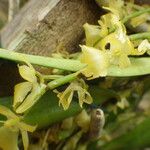 Rhipidoglossum pulchellum Flower