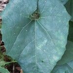 Cogniauxia podolaena Leaf