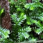 Selaginella stenophylla Лист