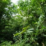 Bobgunnia fistuloides Hoja