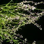 Polygala paniculata Květ