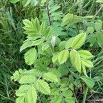 Sorbus aucupariaFuelha