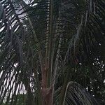 Cocos nucifera Blatt