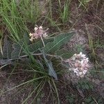 Asclepias humistrata Blomst