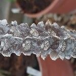 Euphorbia lophogona Kora