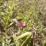 Vicia monantha Blüte