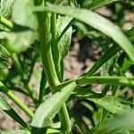 Lepidium densiflorum Leaf