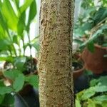 Peltophorum africanum Bark
