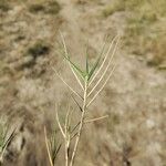 Distichlis spicata Leaf