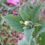 Sida rhombifolia Blüte