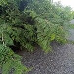 Vachellia macracantha Habitat