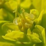 Euphorbia verrucosa Flower