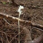 Cephalanthera austiniae Flower