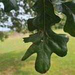 Quercus stellata Leaf