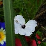 Gilia tricolor Květ