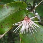 Syzygium cymosum Blomma