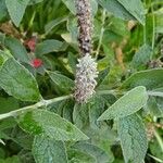 Buddleja stachyoides Çiçek