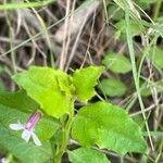 Lobelia anceps Φύλλο