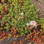 Sedum lydium Blomma