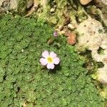 Dionysia curviflora Flor