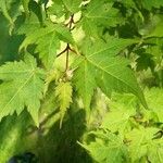 Acer micranthum ഇല