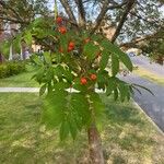 Sorbus aucupariaЛист