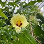 Gossypium barbadense 花