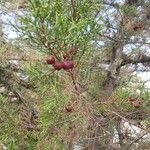 Juniperus phoeniceaDeilen