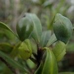 Podocarpus sylvestris Fruit