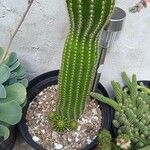 Echinopsis schickendantzii Hoja