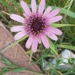 Tragopogon porrifolius Blodyn
