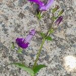 Brillantaisia lamium Flower