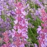 Salvia amplexicaulis Blüte