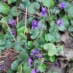 Viola odorata Plante entière