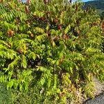 Rhus typhina Natur